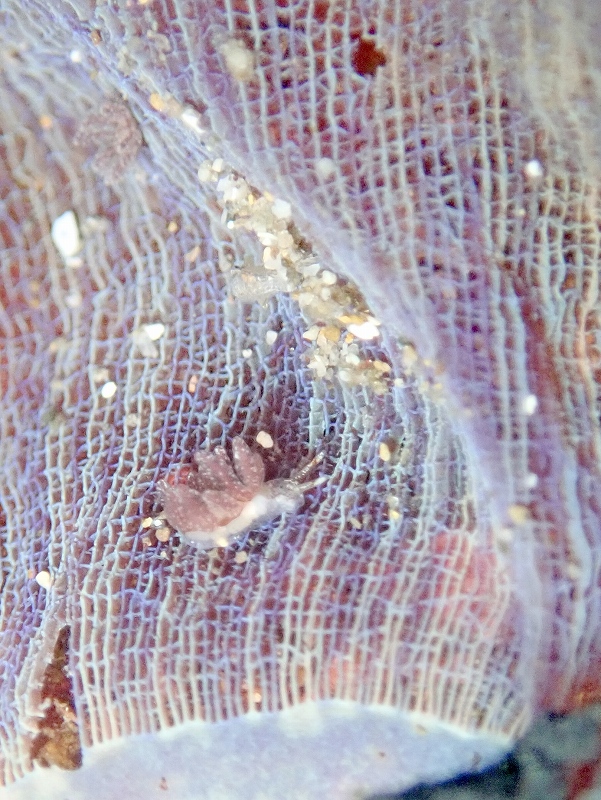 ベルグウミウシ@東京発北川ダイビングツアー