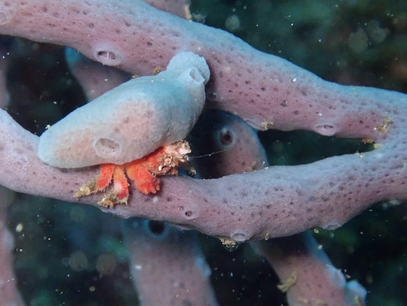カイカムリ@東京発北川ダイビングツアー