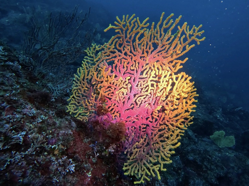グラデーションヤギ@東京発赤沢ダイビングツアー