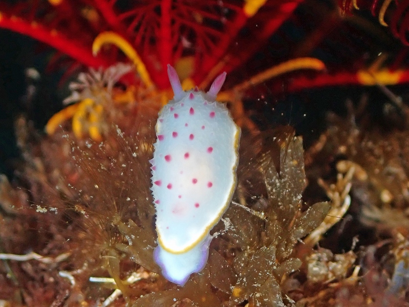 クリヤイロウミウシ@東京発西伊豆田子ダイビングツアー