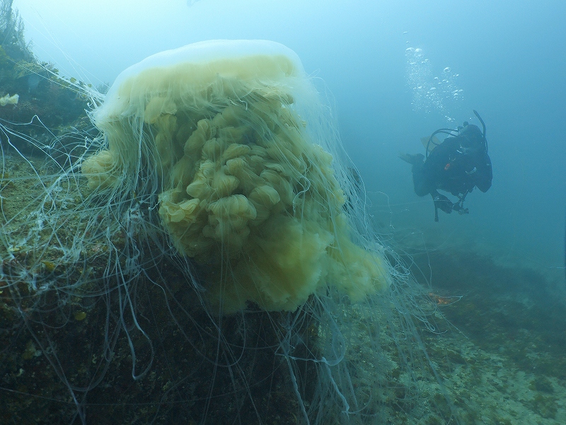 ユウレイクラゲ@東京発西伊豆田子ダイビングツアー