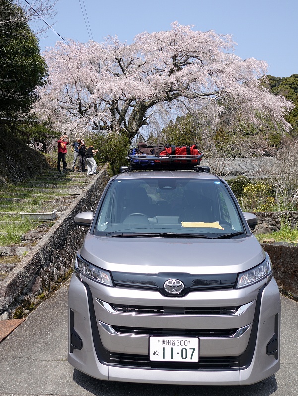 枝垂桜@東京発お花見伊豆ダイビングツアー