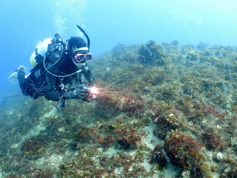 サルパ@東京発西伊豆田子ダイビングツアー