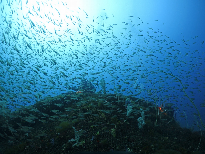 生簀@東京発西伊豆田子ダイビングツアー