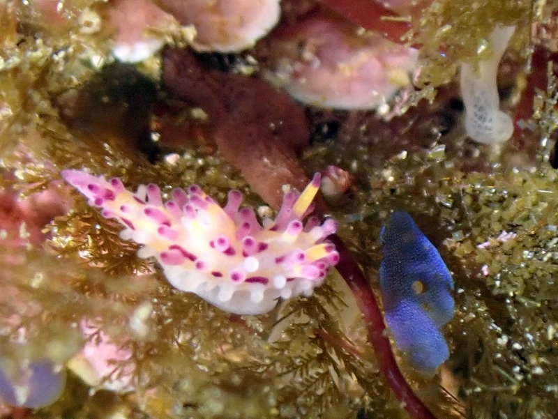 センヒメウミウシ@東京発西伊豆田子ダイビングツアー