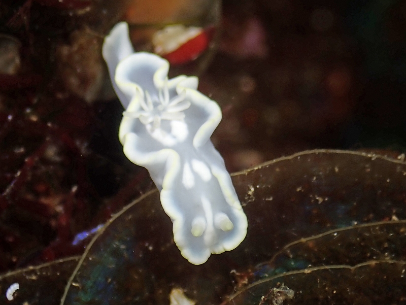 シロタエイロウミウシ@東京発西伊豆田子ダイビングツアー