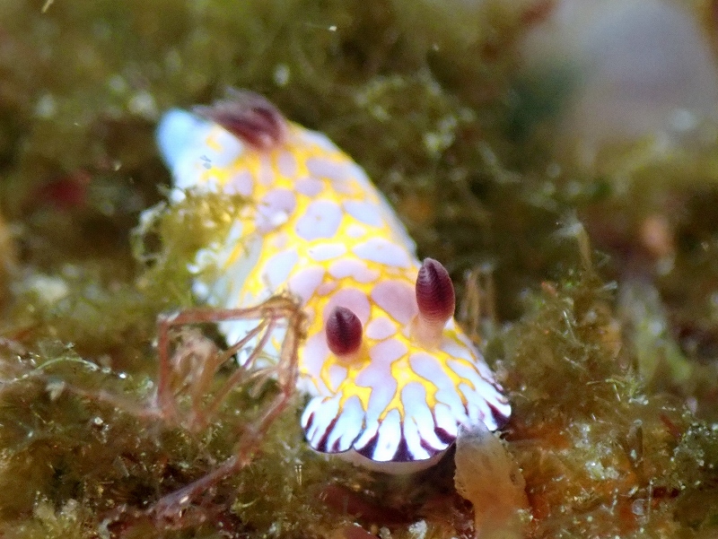 ボブサンウミウシ@東京発西伊豆田子ダイビングツアー