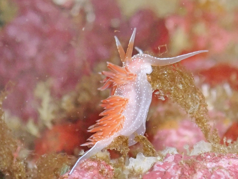 アカエラミノウミウシ@東京発西伊豆田子ダイビングツアー