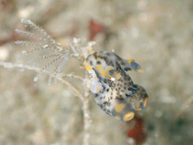 ツノザヤウミウシ@東京発西伊豆田子ダイビングツアー