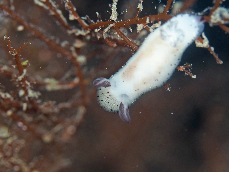 ゴマフビロードウミウシ@東京発西伊豆田子ダイビングツアー