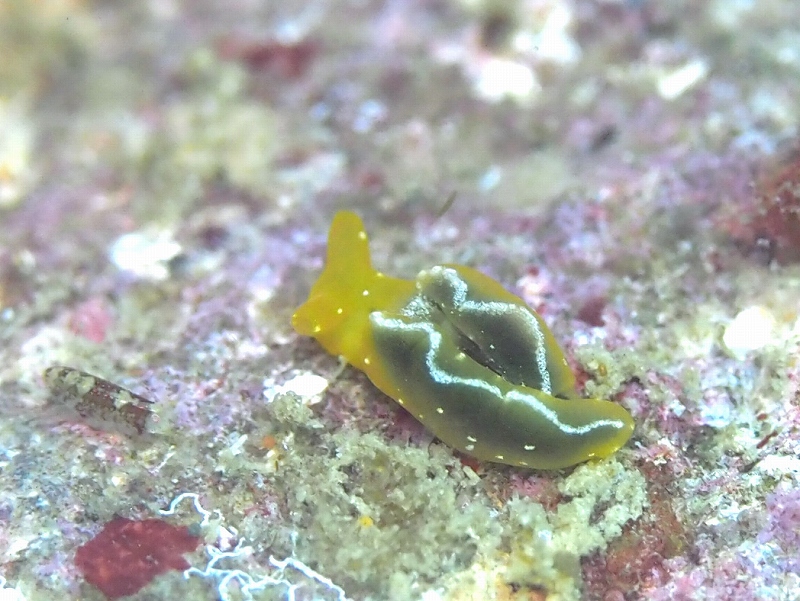 オトメミドリガイ@東京発西伊豆田子ダイビングツアー