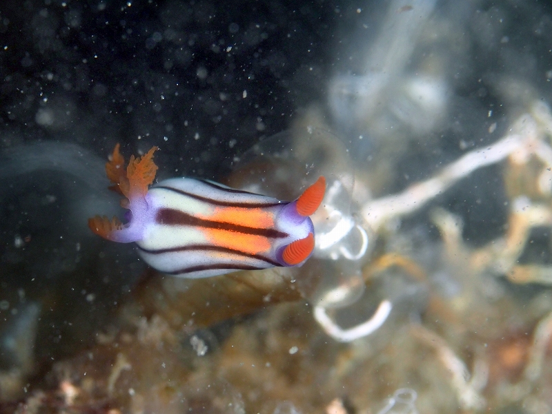 セトリュウグウウミウシ@東京発西伊豆田子ダイビングツアー