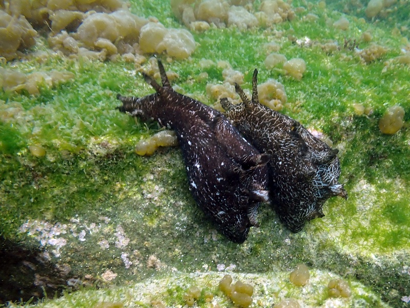 アメフラシ＠東京発大瀬崎ダイビングツアー