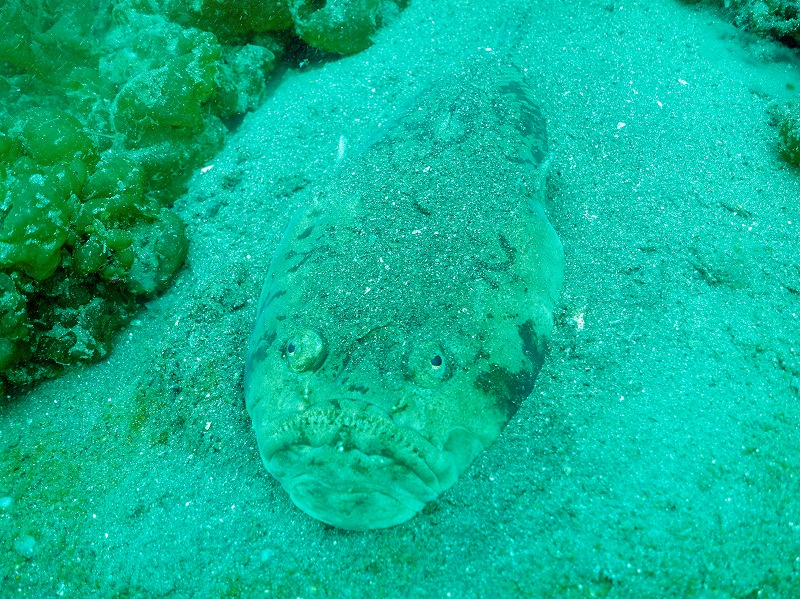 メガネウオ＠東京発大瀬崎ダイビングツアー