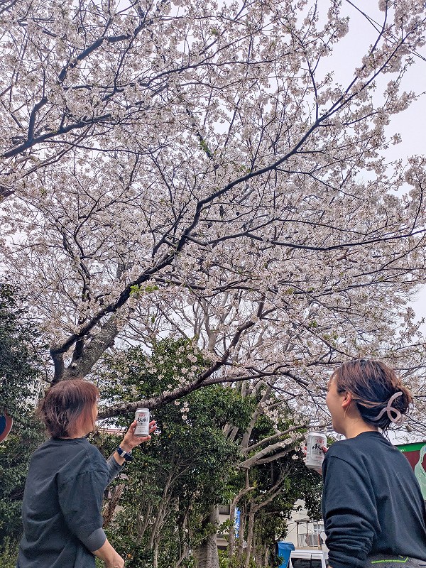お花見＠東京発大瀬崎ダイビングツアー