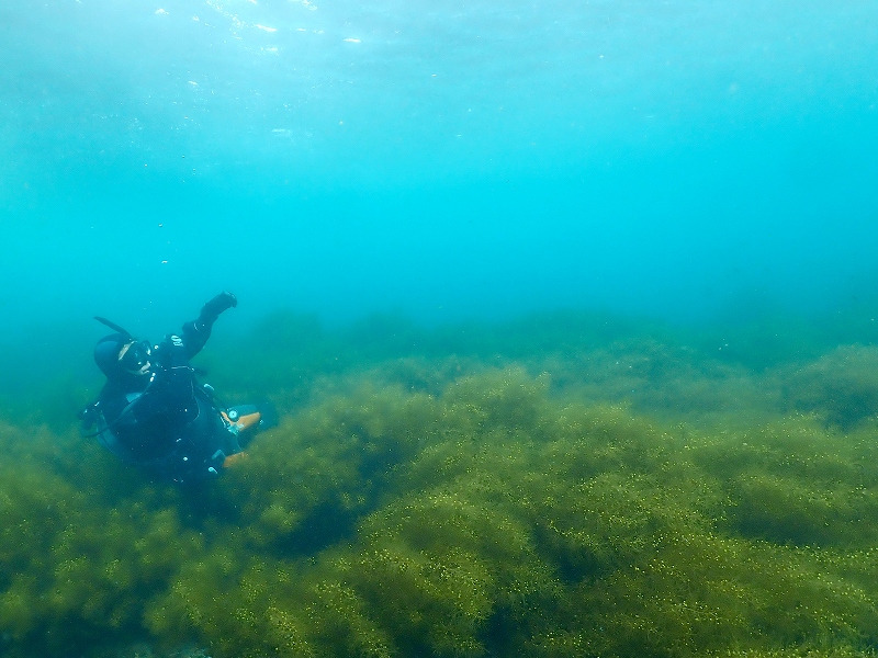 マメタワラ＠東京発大瀬崎ダイビングツアー