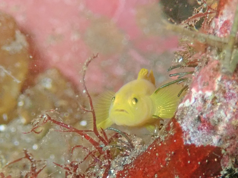 ミジンベニハゼ＠東京発大瀬崎ダイビングツアー