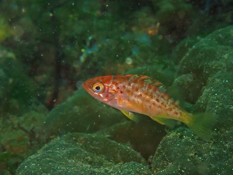 メバル幼魚＠東京発大瀬崎ダイビングツアー