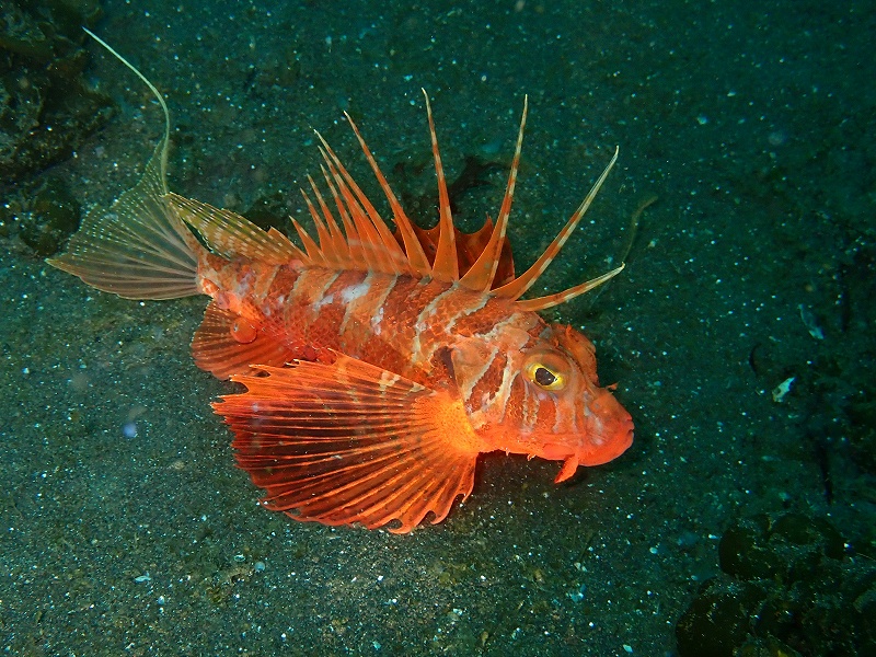 セトミノカサゴ＠東京発大瀬崎ダイビングツアー