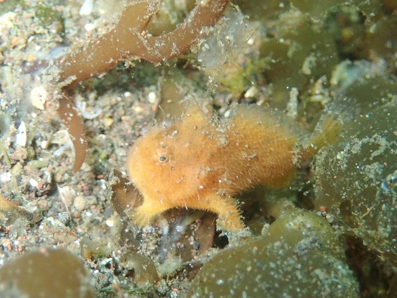 カエルアンコウ幼魚＠東京発大瀬崎ダイビングツアー