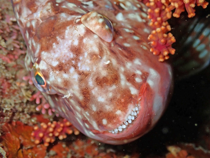 ブダイの歯＠東京発熱海ダイビングツアー