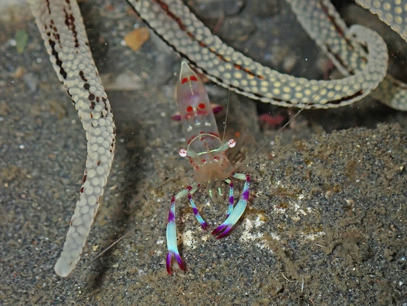 ハクセンアカホシカクレエビ＠東京発熱海ダイビングツアー