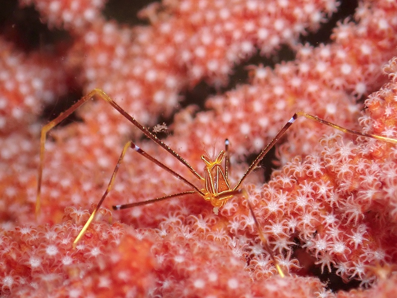 オルトマンワラエビ＠東京発熱海ダイビングツアー