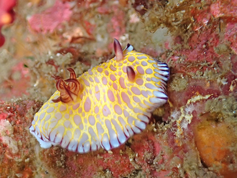 ボブサンウミウシ＠東京発熱海ダイビングツアー