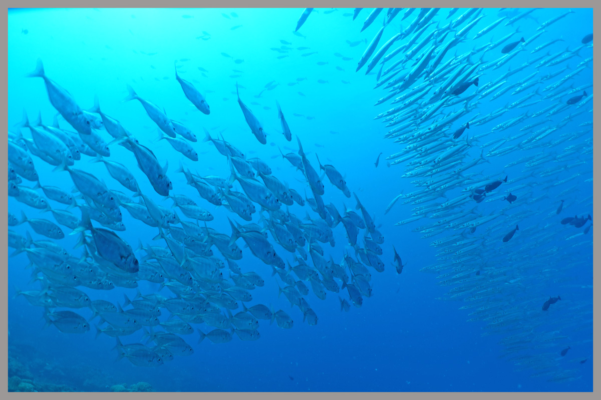 あらあら@オーシャントライブ