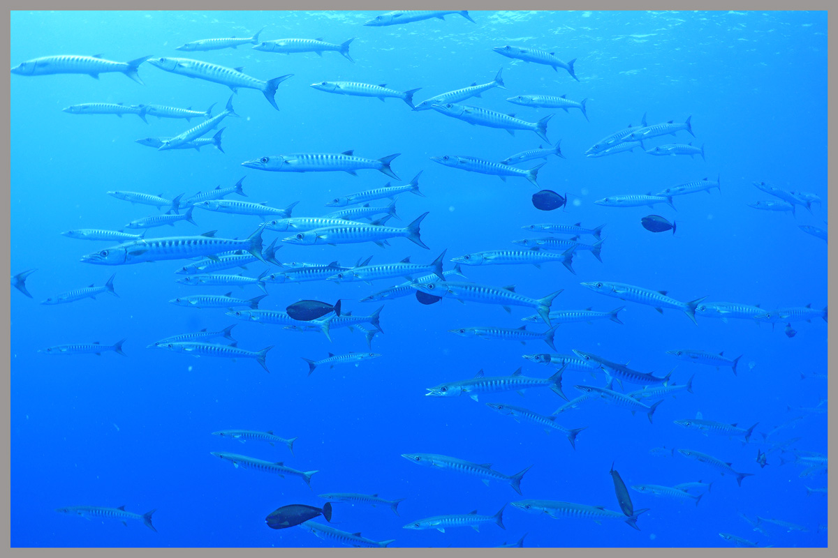 ばらばらバラクーダ@オーシャントライブ