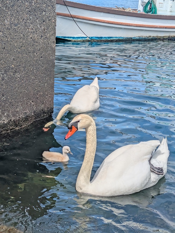 沼津の白鳥＠東京発伊豆ダイビングツアー