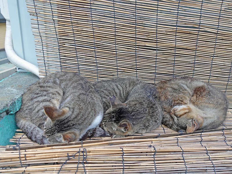 フィンハウス猫@東京発柏島ダイビングツアー