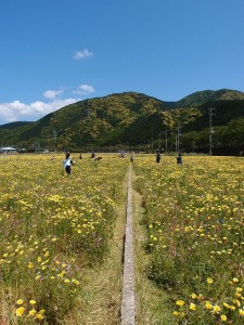  フラワーな日  