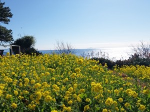 旬です、菜の花。