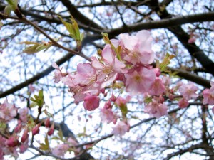 咲きました、河津桜。