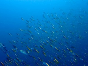 魚影UP！     