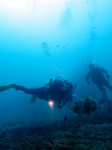 深海魚の季節です。          