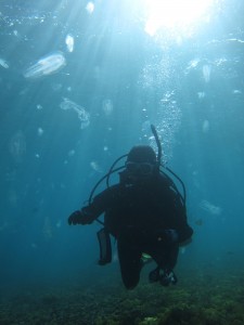 ポニョの海。       