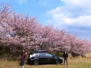 河津桜で。     